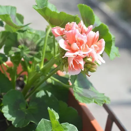 アパート Rosa Dei Venti ブッソレンゴ